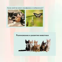 «Размножение и развитие животных», 8 класс