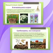 Комплект материалов для урока биологии 
