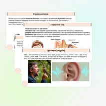 Презентация «Как устроены и работают органы чувств».