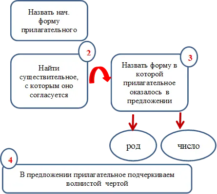 Назвать нач. форму прилагательного,Найти существительное, с которым оно согласуется,Назвать форму в которой прилагательное оказалось  в  предложении,число,род,2,В предложении прилагательное подчеркиваем волнистой  чертой,4,3