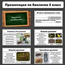 Презентация по биологии «Дыхание животных»