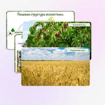 Презентация «Понятие о природном сообществе. Взаимосвязи организмов в природных сообществах», 5 класс