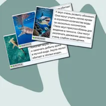 Презентация «Морские обитатели. Акулы»