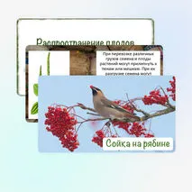 Презентация «Распространение плодов и семян в природе», 6 класс