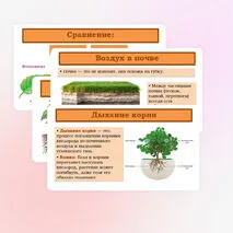 Презентация «Дыхание корня» 6 класс