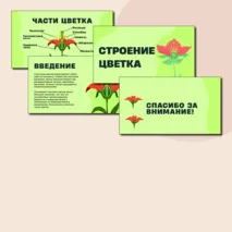 Презентация по биологии на тему:«Строение цветка»