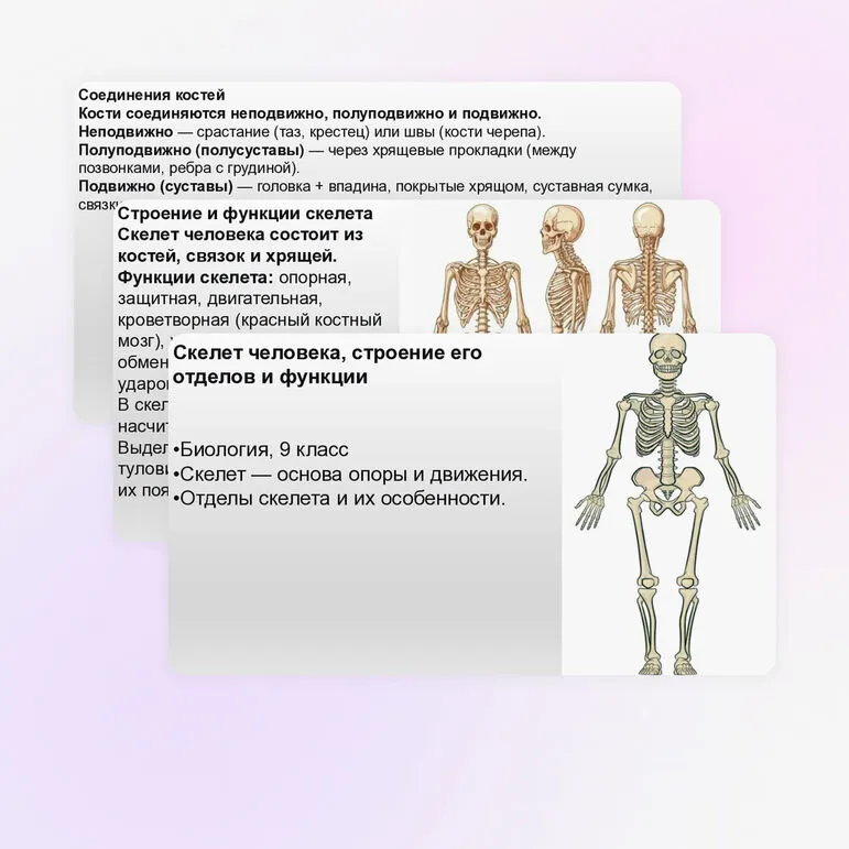 Презентация Скелет человека, строение его отделов и функции