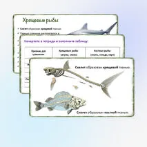 Урок «Хрящевые и костные рыбы», 8 класс