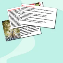 Презентация по окружающему миру «Что мы знаем о растениях? Что общего у разных растений?» 1 класс.