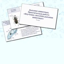 Презентация по биологии «Дыхание животных. Практическая работа «Изучение способов дыхания у животных» 8 класс