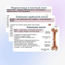 Презентация по биологии (9 класс) 