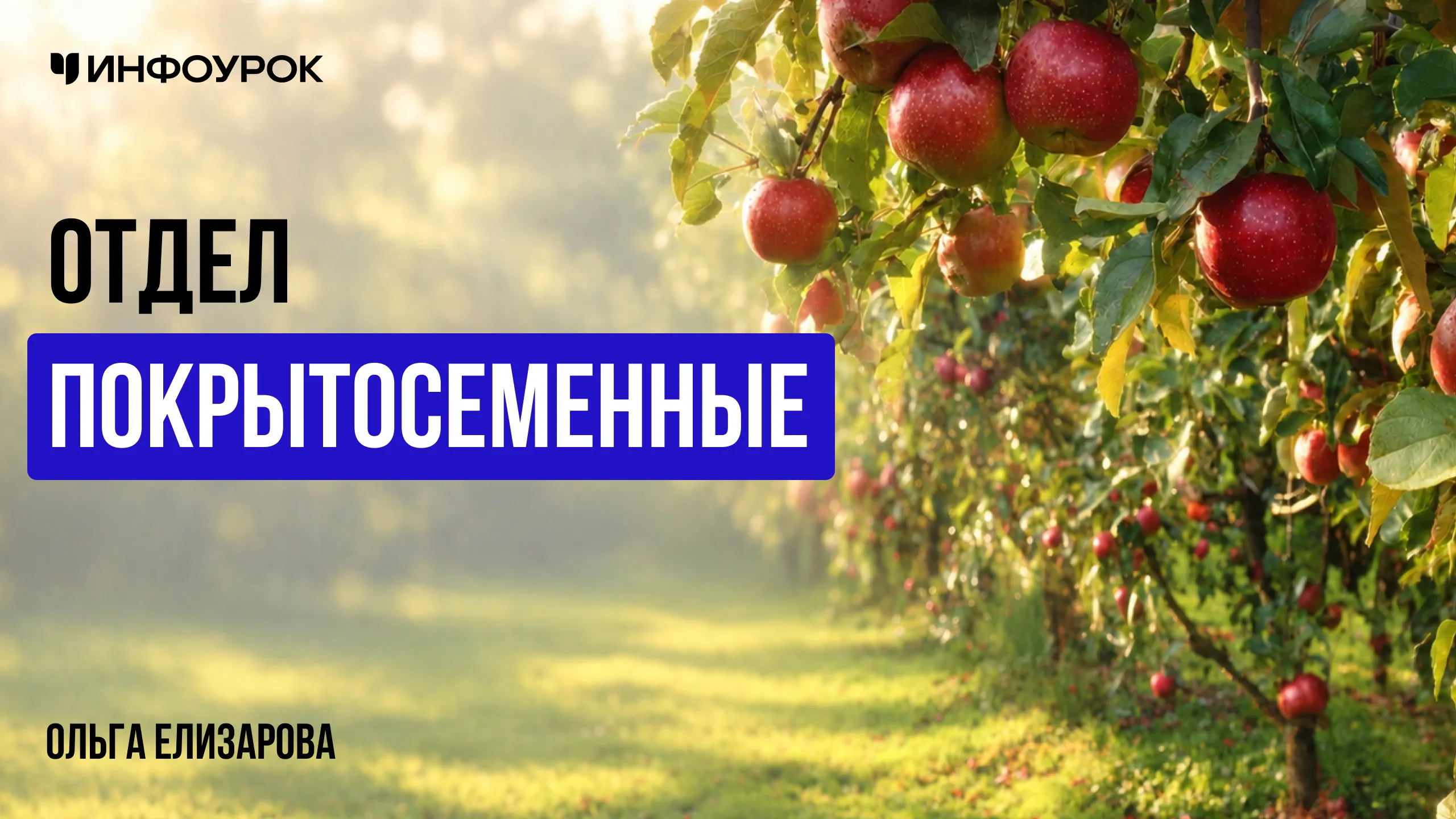 Отдел Покрытосеменные