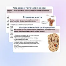 Презентация по биологии (9 класс) 