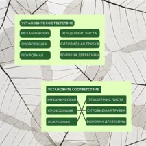«Растительные ткани, их функции», 6 класс