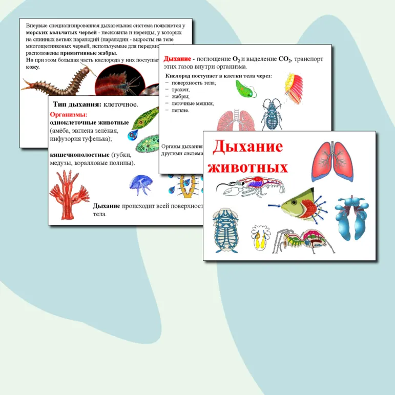 Презентация по биологии. Дыхание животных.