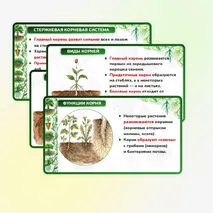 Презентация 