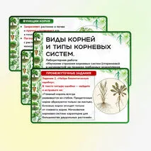 Презентация 