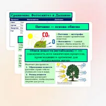 Презентация «Обмен веществ у растений» 6 класс