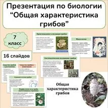 Презентация по биологии «Общая характеристика грибов» 7 класс