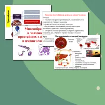 Презентация по биологии. Многообразие и значение простейших в природе и жизни человека.