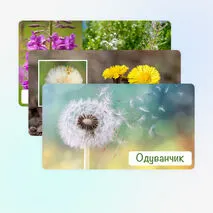 Презентация «Распространение плодов и семян в природе», 6 класс