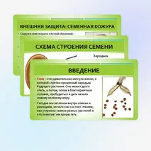 Презентация «Строение семян»
