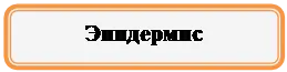 Прямоугольник: скругленные углы: Эпидермис