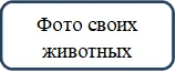 Фото своих животных