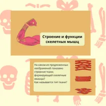 «Строение и функции скелетных мышц», 9 класс