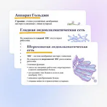 Презентация 