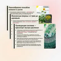 Презентация «Особенности строения и жизнедеятельности покрытосеменных растений»