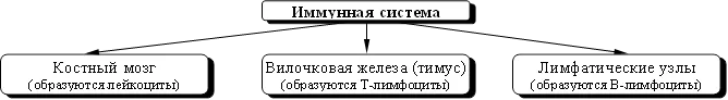 Иммунная система,Костный мозг
(образуются лейкоциты)
,Вилочковая железа (тимус)
(образуются Т-лимфоциты)
,Лимфатические узлы
(образуются В-лимфоциты)