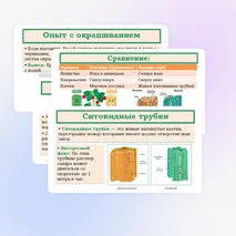 Презентация «Транспорт веществ в растении» 6 класс