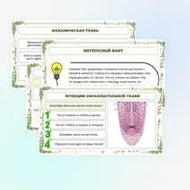 Презентация по биологии «Растительные ткани, их функции»