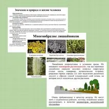 Презентация 