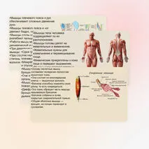 Презентация 