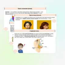 Презентация «Как устроены и работают органы чувств».