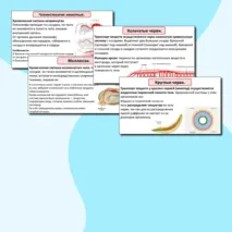 Презентация по теме: «Транспорт веществ у беспозвоночных животных». + Практическая работа №4 «Ознакомление с системами органов транспорта веществ у животных».