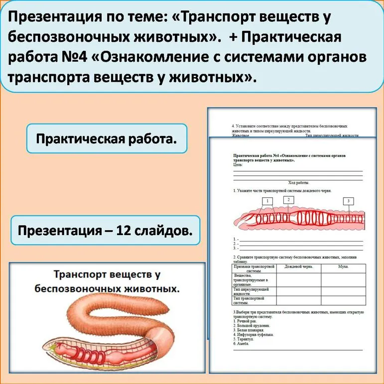 Презентация по теме: «Транспорт веществ у беспозвоночных животных». + Практическая работа №4 «Ознакомление с системами органов транспорта веществ у животных».