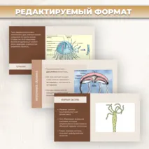 Презентация «Тип кишечнополостные» к учебнику по биологии для 7 класса- Пасечник В.В., Суматохин С.В. и др.
