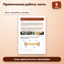Практическая работа «Исследование свойств кости» по биологии для 9 класса