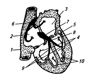 https://studfile.net/html/26424/1754/html_XFhgVxQIkK.h5oS/img-_9Rx6K.png