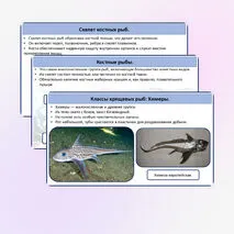 Хрящевые и костные рыбы.