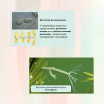 «Размножение и развитие животных», 8 класс