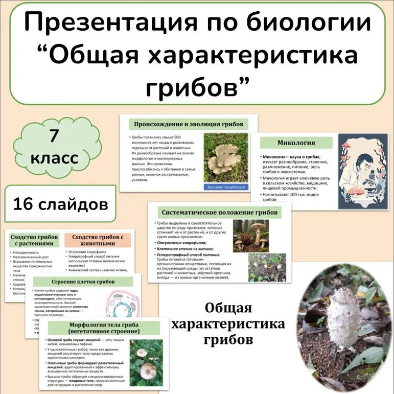 Презентация по биологии «Общая характеристика грибов» 7 класс