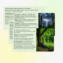 Презентация «Безопасность в природной среде: тактика действий». ОБЗР, 11 класс