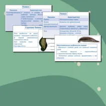 Тип Кольчатые черви. Класс Многощетинковые черви и Пиявки