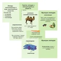 Презентация по биологии 
