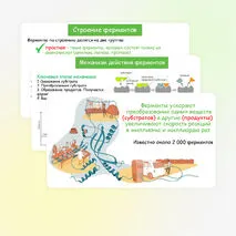 Презентация по биологии 