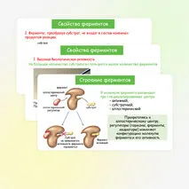 Презентация по биологии 